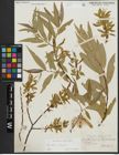 Foto von Salix alba L. x Salix fragilis L.